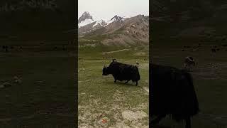 Nature in the pamir mountains be like | yak in Shimshal pass Valley | gilgit baltistan vlog shorts