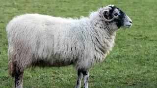 1 HOUR SHEEP SOUND EFFECTS BAA