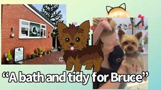 A bath and tidy for Bruce the Yorkshire terrier #yorkshire_terrier #bath_tidy