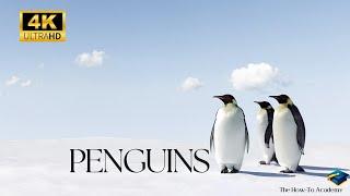 Playful Penguins: Dive into the World of Antarctic Cuties! #thehowtoacademy #penguin #4k