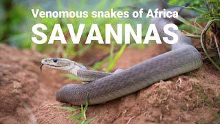 The venomous snakes of Africa - SAVANNAS, Boomslang, Rinkhals, spitting cobras, Black mamba