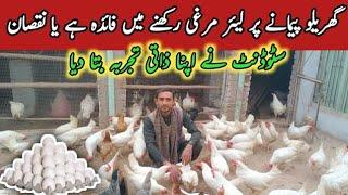 White layer Poultry farming business in Pakistan //Layer murgi Small Setup //Murgi palan//BhAi Ali