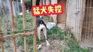 150斤中亚牧羊犬失控，狗主人紧急出手，能否制服