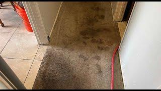 Heavy Duty Carpet Cleaning! Too Many Stains!