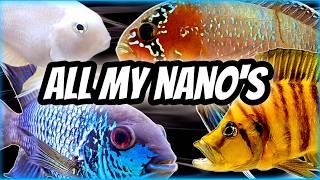 My Nano Aquarium Collection Tour & Future Plans