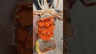 Lobster గుడ్డుతో ఉంది వీడియో చూడండి || #viralvideo #fishing #beach #seafood #fish #ytshorts