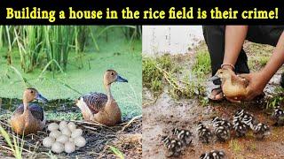 The Life Story of Lesser Whistling Duck in English | Bird Story-05 | BBTV Official