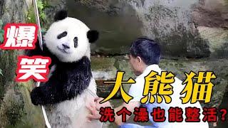 Hilarious! How do pandas take a bath? Ranking list of hilarious panda bathing