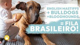 The Fila Brasileiro (Brazilian Mastiff) 101