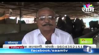 Ashok Kalyani's dairy farming and milk business success story