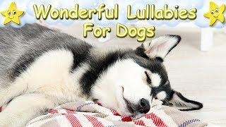 Soothing And Relaxing Music For Husky Puppies  Calm Your Dog Within Minutes