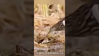 Frog's Fight for Survival: Caught Between Two Predators