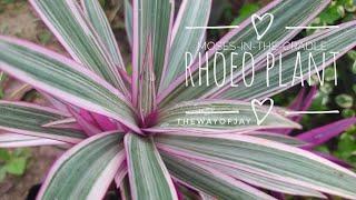 Moses in the Cradle Plant | How To Propagate Variegated Rhoeo Plant