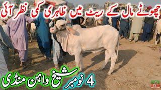 Sheikhwan Cow Mandi Latest Update Video Today Cholistani Ablk Nukre Sahiwal Bachre || Cow Mandi 2024