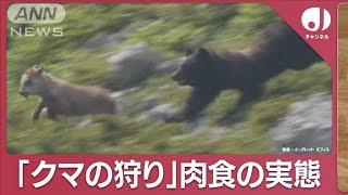 貴重映像を分析“クマの狩り”からみる生態と驚異の運動能力とは(2023年11月20日)