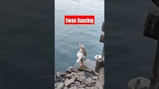 #ytshorts #shortsfeed#swan#trending#birdslover#birdvalley#pimprichinchwad#familytime