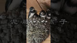 中文古典诗词：绝句二首 其一 [唐] 杜甫
