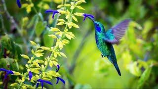 Sons de la Nature pour Dormir, Relaxation, Travailler, se Concentrer | Bruits Nature Forêt Oiseaux