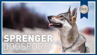 Sprenger Hundesport - Qualitativ hochwertige Halsketten - Made in Germany