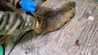 How to Quickly Skin a Nutria - Turn em inside out! #lazypondfarm Fish & Hunt