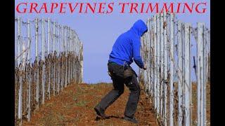 How is Wine made? Phase 2 - tying young vines