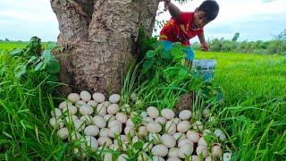 wow amazing - collection many duck eggs under mango tree at field near the road by hand a farmer