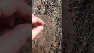 Золото что блестит. #деус #копатель #камрад #metaldetecting #клад
