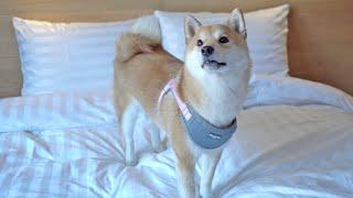 Shiba Inu Dog Staying at 5-STAR HOTEL