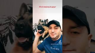 Мой верный друг который никогда не предаст меня￼ #shorts #Арчи