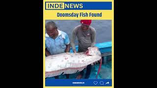 Fish That Brings Disaster ? INDE News