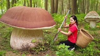 2 years living in the forest Harvesting Giant King Mushrooms Go to Market Sell | Lý Thị Hằng