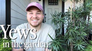 Yews In The Garden, Where, How & Why || Visit Our Garden