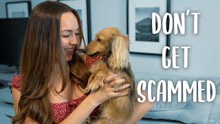 How To Find A Breeder In Your Area - TIPS TO AVOID SCAMMERS