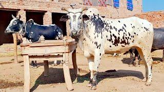 Old amazing cultural village life in punjab pakistan | Unseen bull powered village lifestyle punjab