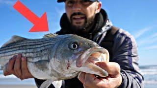 striped bass in the surf?// Surf Fishing New Jersey// November Fall Run 2024