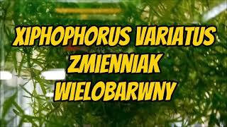 Zmienniak Wielobarwny (Xiphophorus variatus) - z cyklu Atlas Ryb Akwariowych