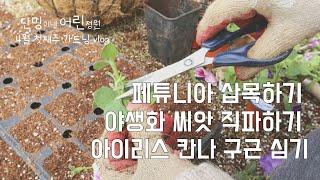 페튜니아 삽목/ 야생화 꽃씨 직파하기 / 아이리스 칸나 구근 심기 /지피식물 심기