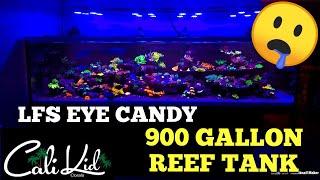 900 Gallon Reef Tank (Cali Kid Corals) 