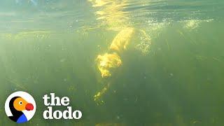 Dog Obsessed With Water Goes to Waterpark | The Dodo