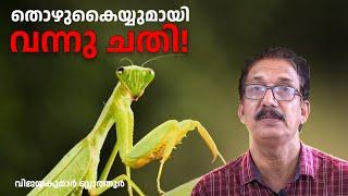 തൊഴുകൈയ്യുമായി നിന്ന് ചതിച്ച് കൊന്നു തിന്നുന്ന പ്രാണി Praying mantis | പ്രാർത്ഥന പ്രാണി