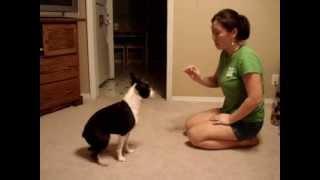 Boston Terrier Tricks