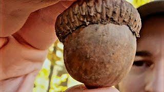 How to Eat Acorns - Hot Leaching Method