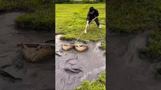 The process of catching catfish! Fish trapping, big catfish fishing, lots of catfish fishing #shorts