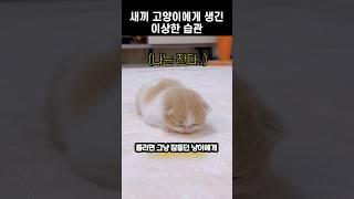 새끼 고양이에게 생겨버린 이상한 습관
