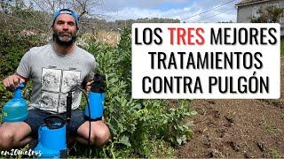 Los TRES MEJORES INSECTICIDAS CONTRA PULGONES: ecológicos, baratos y fáciles de usar || en20metros