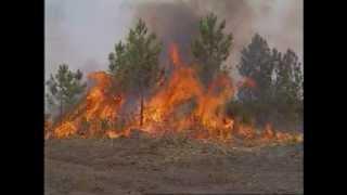 Bio For C Fighting a Bush Fire
