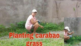 PLANTING CARABAO GRASS by TEAM BRIANA