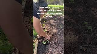 #cucumber #floridaliving  #gardening