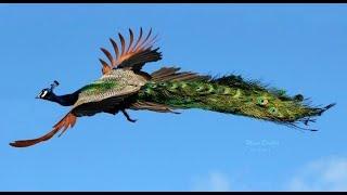 Peacock Dance