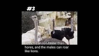 Ostrich can run faster than horses!! And male can roar like lions!!.Top 4 #shortvideo#youtube ||